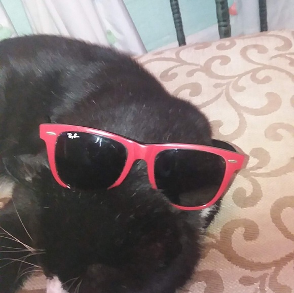 Authentic RayBans' - Picture 6 of 6